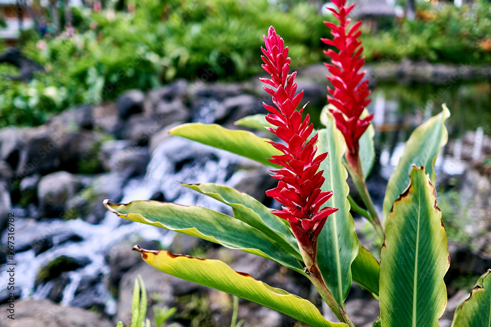 Φωτογραφία A close-up of Hawaiian Ginger and a small waterfall  at a resort in Maui at Hawaii, USA