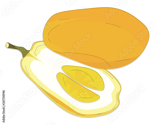 Sliced citron , vector or color illustration