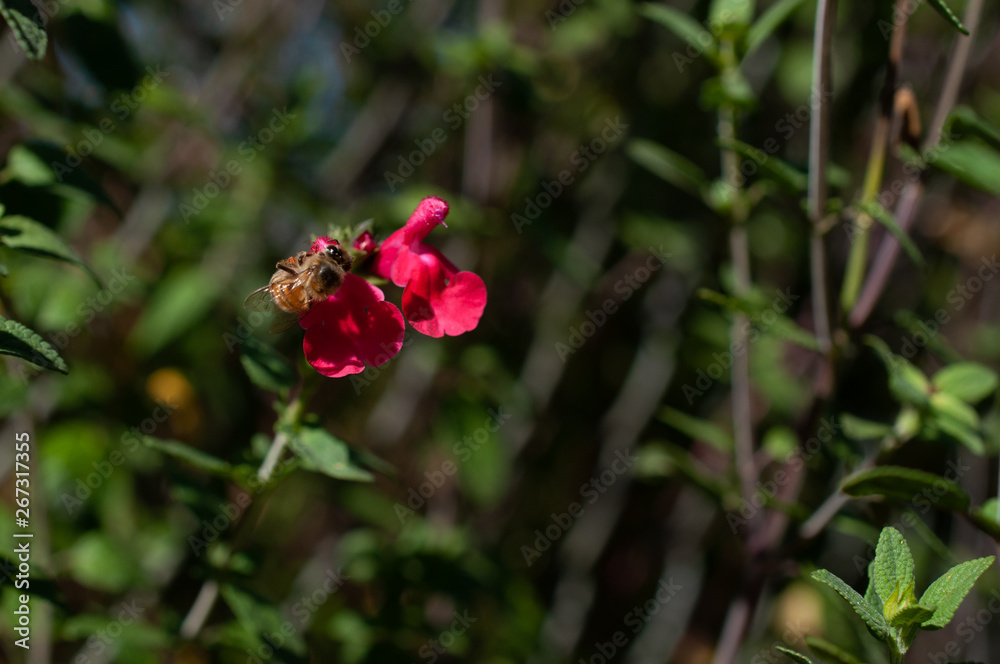 Honey bee pollinating
