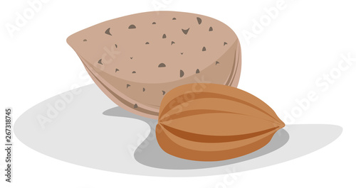 Almond, vector or color illustration.