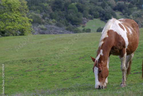 Paint Horse Grazing in Pasture