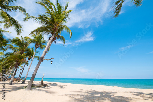 Fototapeta Naklejka Na Ścianę i Meble -  Landscape of coconut palm tree on tropical beach in summer. Summer background concept.