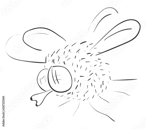 Sketch fly, vector or color illustration.