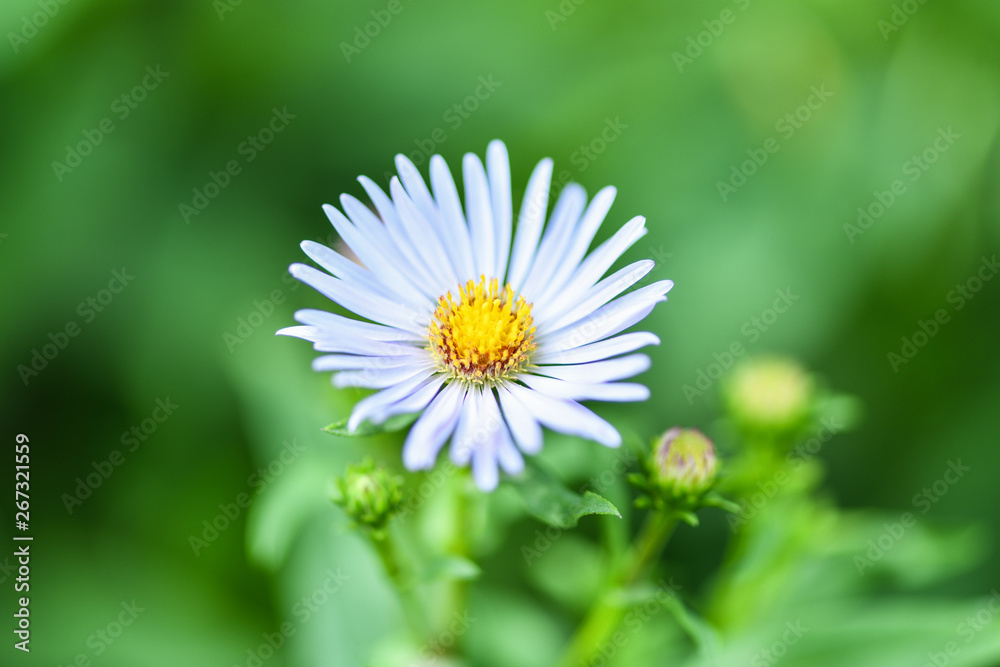Obraz premium Lilac flower on a blurred green background. Horizontal photography