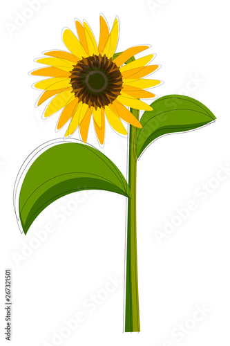Clipart of a sunflower set isolated on white-colored background viewed from the front, vector or color illustration.