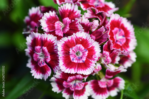 Flower of red Turkish carnation in the garden. Horizontal photography