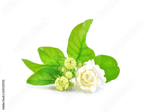 Jasmine flowers isolated on white background