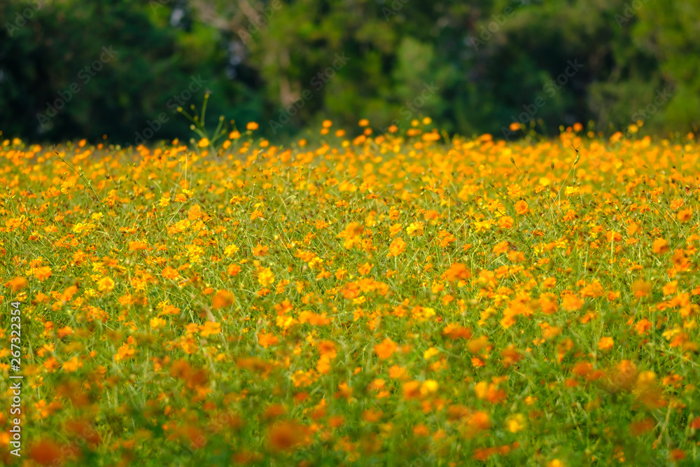 Obraz premium field of yellow flowers