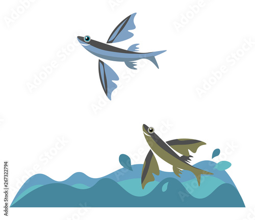 Flying fish, vector or color illustration.