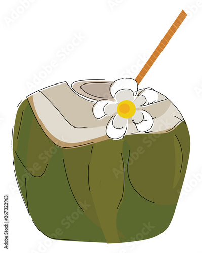 Green coconut, vector or color illustration.