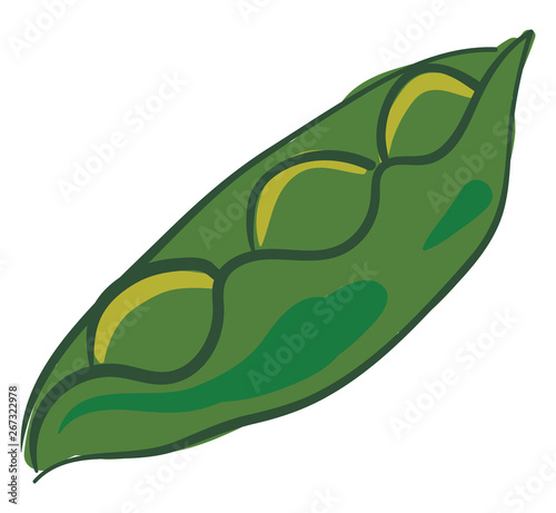 Green peas, vector or color illustration.