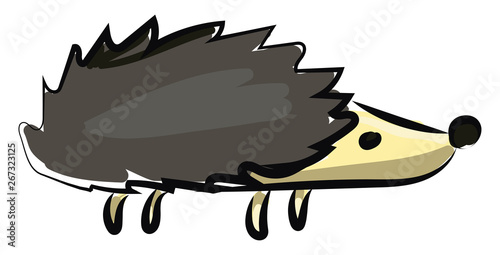 hedgehog, vector or color illustration.