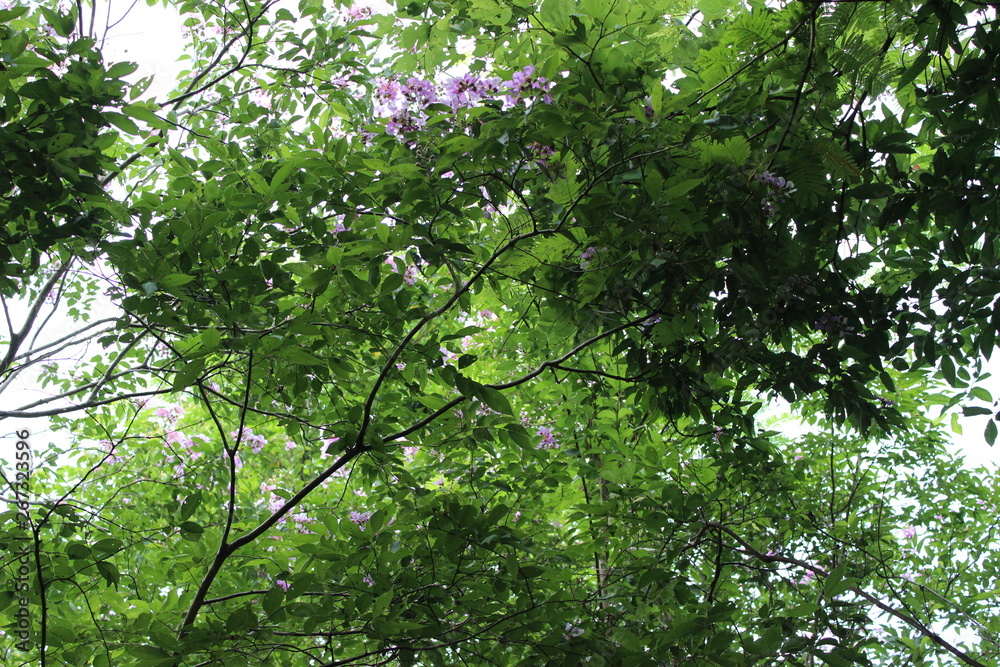 The beauty of green leaves reflects the sun in the evening The beauty of green leaves reflects the sun in the evening