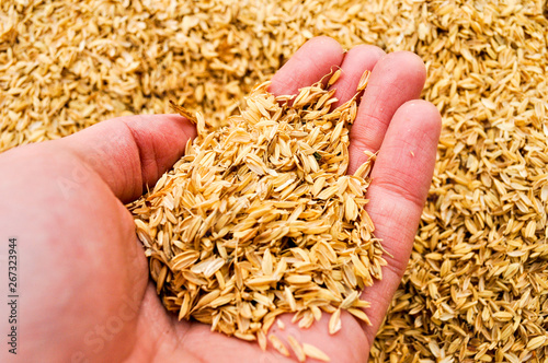 A man's hand holding a handful of rice chaff