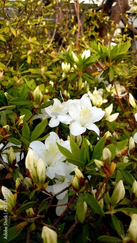 White sakura