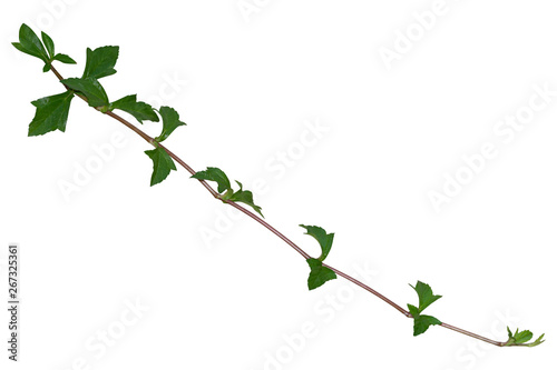 Plant tropical foliage vine, Ivy green hang isolated on white background, clipping path