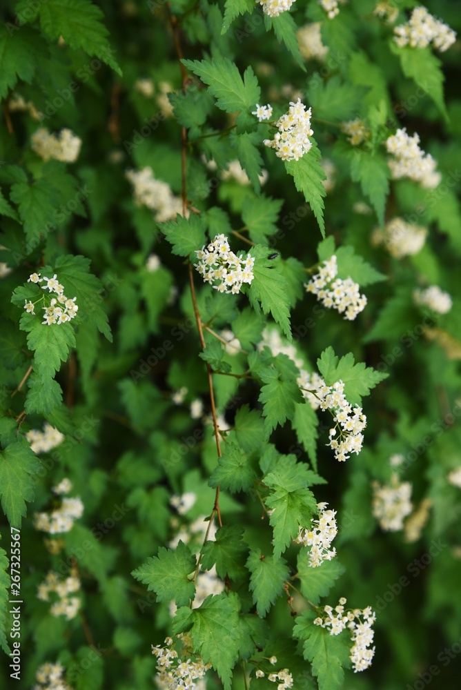 Stephanandra incisa is a deciduous shrub of the Rosaceae family. Stephanandra incisa is a deciduous shrub of the Rosaceae family.