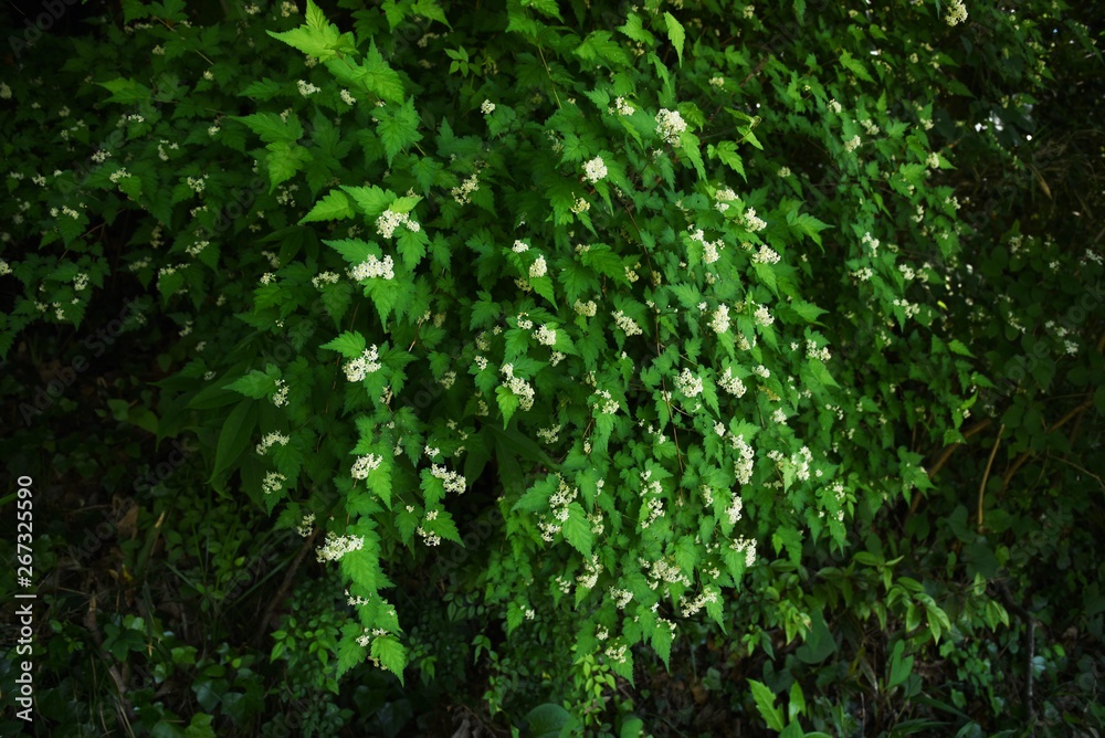 Stephanandra incisa is a deciduous shrub of the Rosaceae family. Stephanandra incisa is a deciduous shrub of the Rosaceae family.