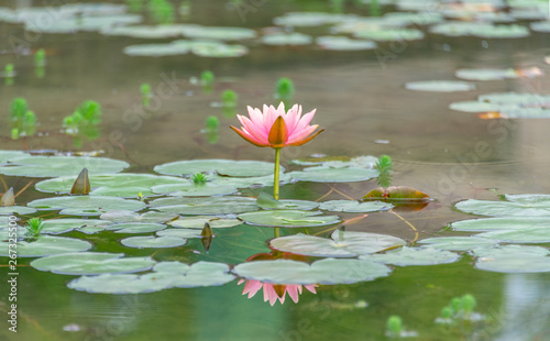 Pink Water Lilies on the lake