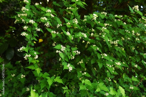 Stephanandra incisa is a deciduous shrub of the Rosaceae family.