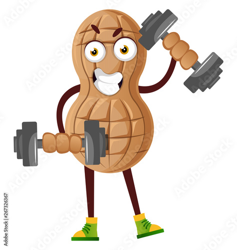 Peanut working with weights, illustration, vector on white background.