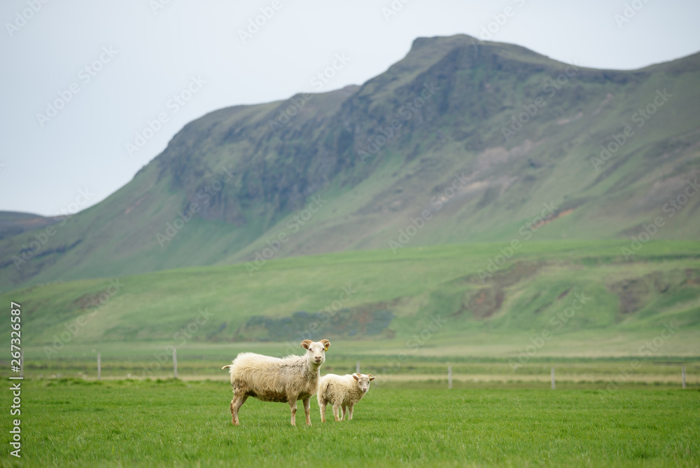 Sheep in a pasture in Iceland