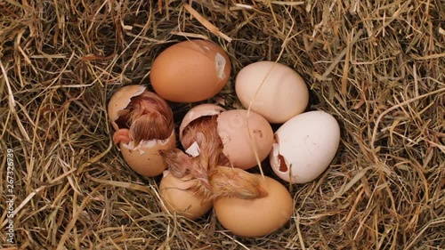 Two chicks hatching from the eggs in a hay nest - with fluff still wet, top view