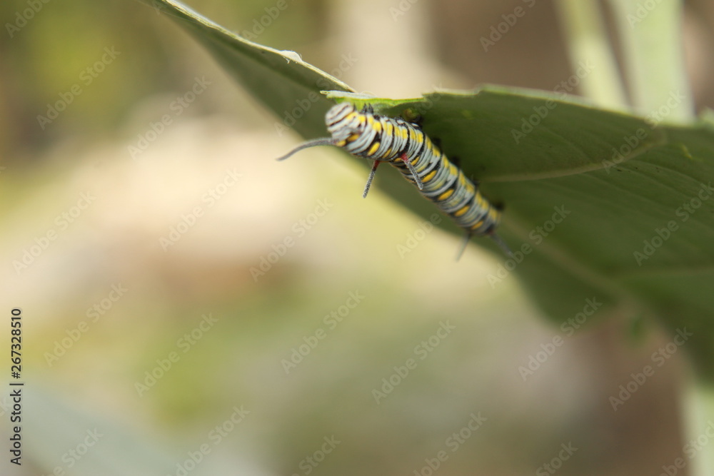 Fototapeta premium caterpillar on a leaf