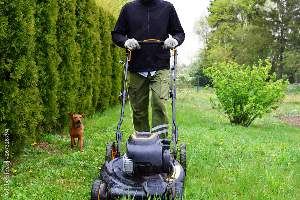 Man worker mowing lawn grass in yard with lawnmower near to decorative