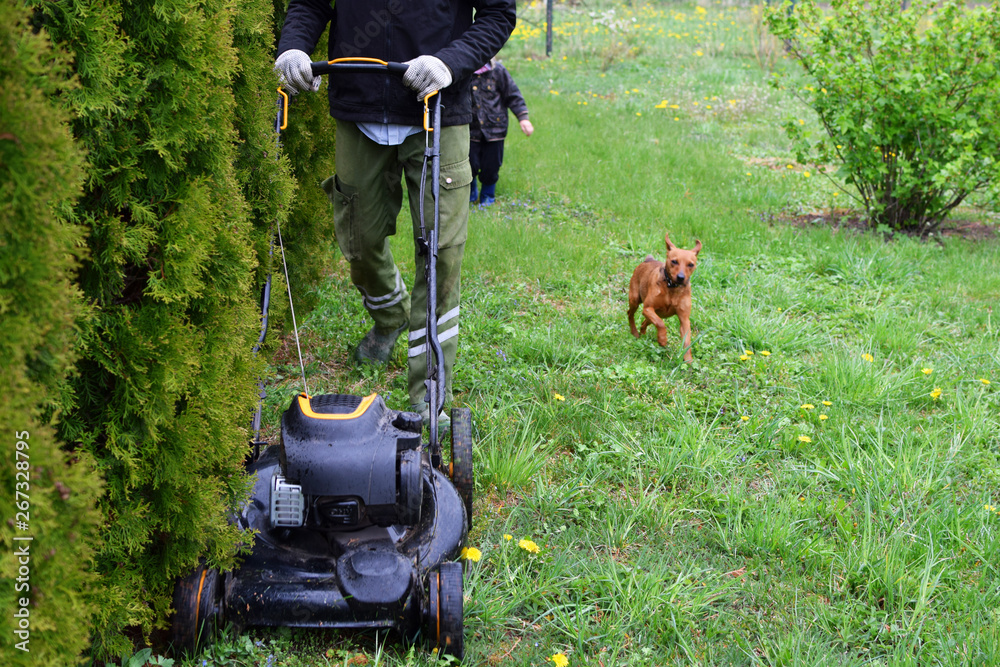 Man worker mowing lawn grass in yard with lawnmower near to decorative