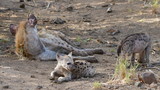 cute young spotted hyaena,South Africa