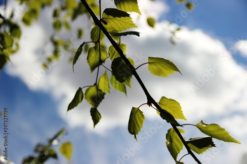 birch branch with leaves and blue sky with white clouds. Spring is the time of allergic reactions
