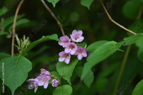 Weigela hortensis flowers (Japanese weigela)