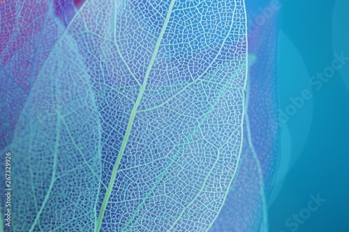 Skeleton Blue Leaf Set Macro.skeletonized leaf  close-up on blue blurred bokeh background.Group of  skeleton leaves.Macro structure delicate skeletonized leaf. Abstract Leaves Background