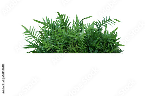 Green leaves Hawaiian Laua'e fern or Wart fern tropical foliage plant bush nature backdrop isolated on white background, clipping path included. photo