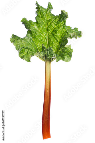 Billede på lærred single rhubarb leaf and stem isolated on white background