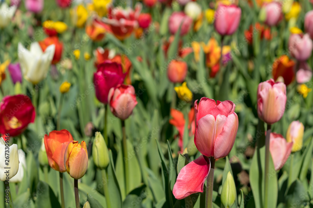 Red, yellow, purple, white, multicolor tulips on a sunny day, during spring bloom.