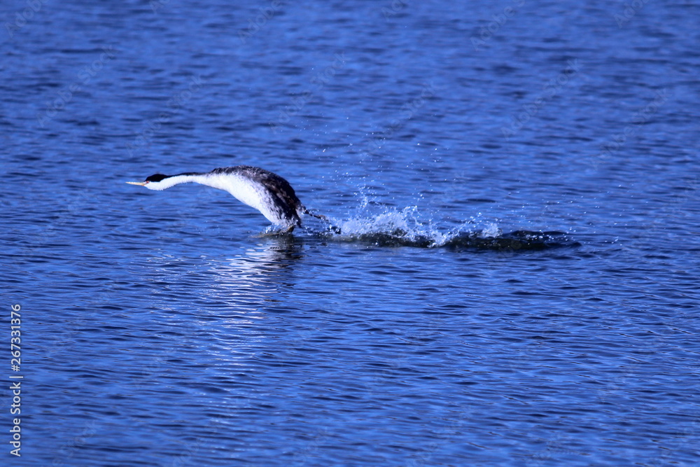 Obraz premium Running on water too.