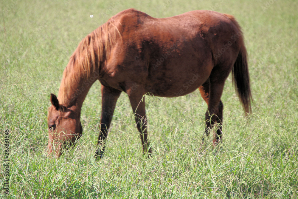 Fototapeta premium Brown Horse Eating Grass in a Field