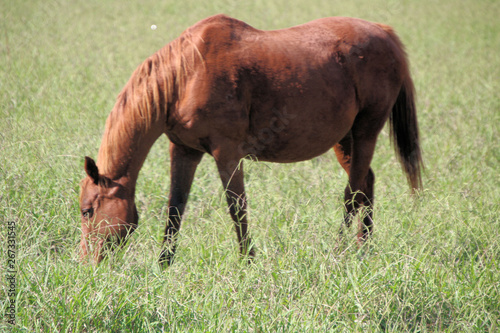 Brown Horse Eating Grass in a Field