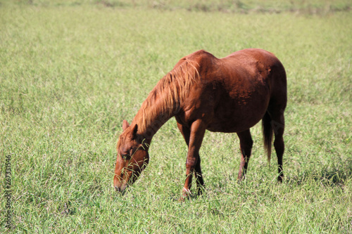 Brown Horse Eating Grass in a Field