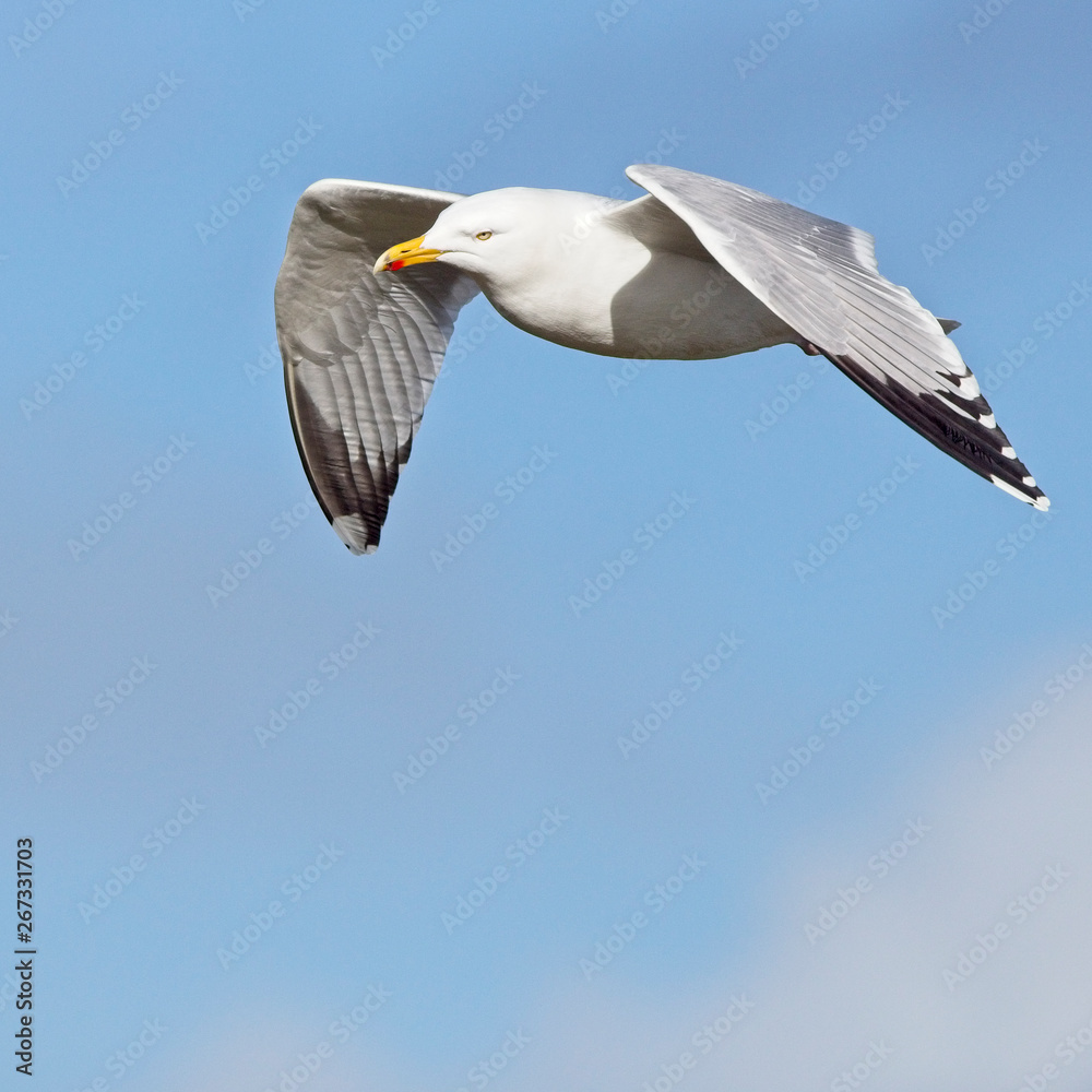 Herring Gull, (Larus argentatus) adult in flight, Newlyn, Cornwall, England, UK. Herring Gull, (Larus argentatus) adult in flight, Newlyn, Cornwall, England, UK.
