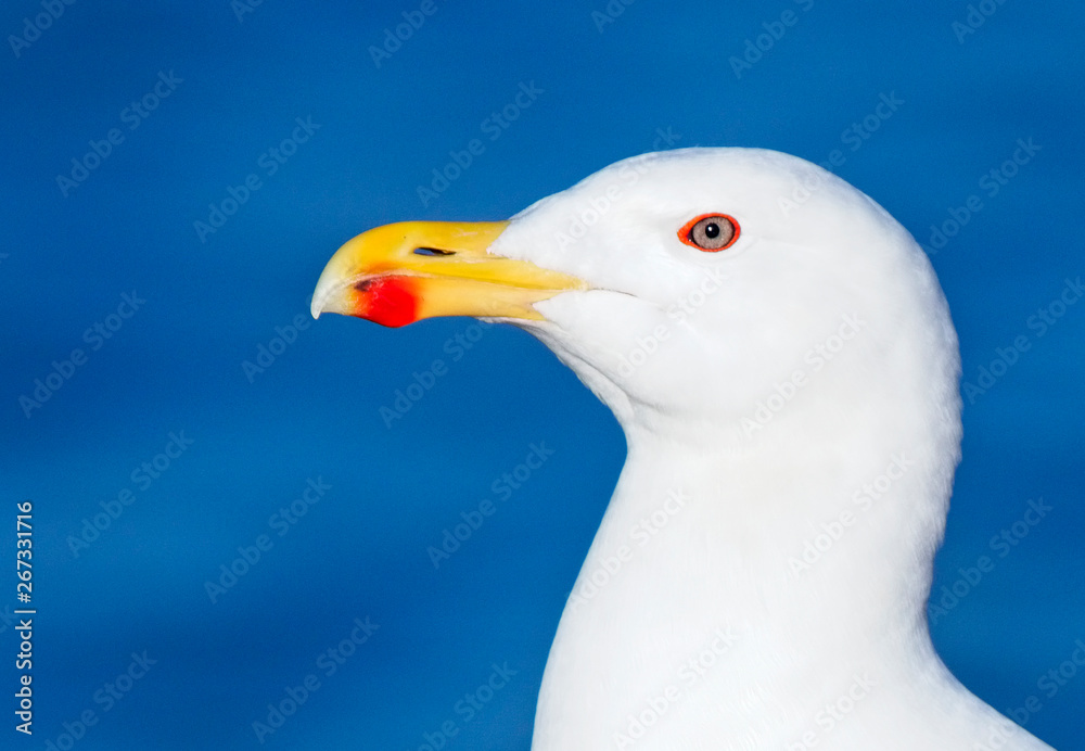 Great Black-backed Gull, (Larus marinus), adult head-shot, Newlyn, Cornwall, England, UK. Great Black-backed Gull, (Larus marinus), adult head-shot, Newlyn, Cornwall, England, UK.