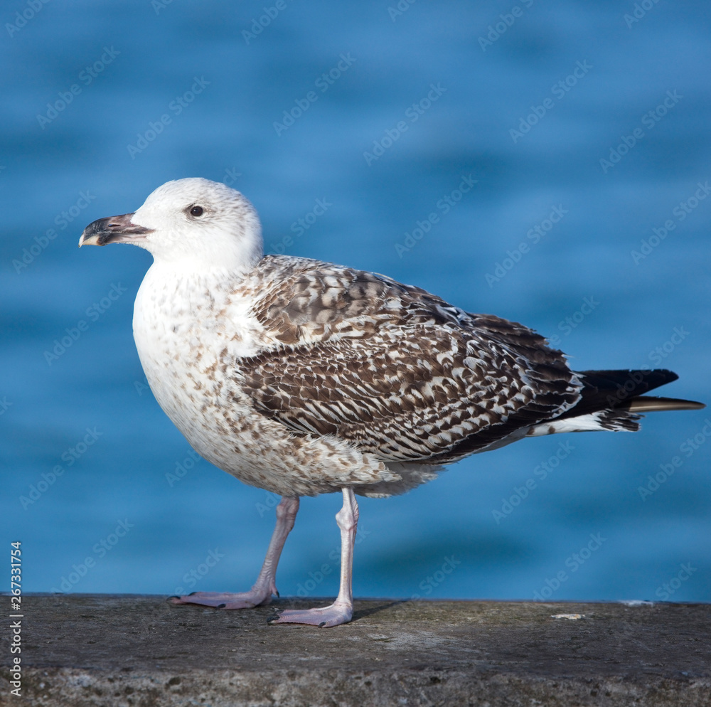 Great Black-backed Gull, (Larus marinus), adult, standing, Newlyn, Cornwall, England, UK. Great Black-backed Gull, (Larus marinus), adult, standing, Newlyn, Cornwall, England, UK.