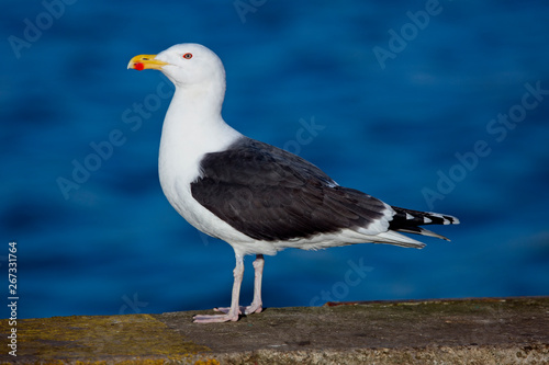 Great Black-backed Gull, (Larus marinus), adult, standing, Newlyn, Cornwall, England, UK. photo