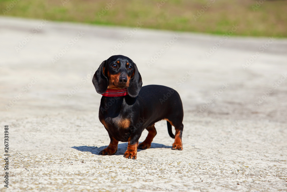 Dog breed dachshund Dog breed dachshund