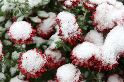  Flower_Snow