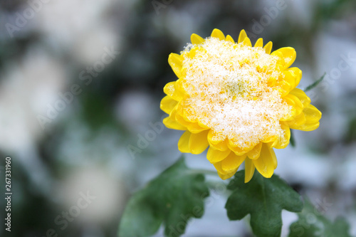  Flower_Snow
