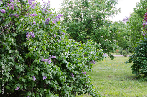 Spring purple violet flowers on bush of lilac