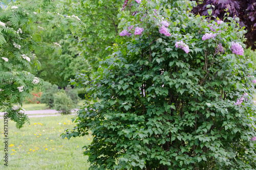Spring lilac bush
